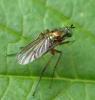 Dolichopus ungulatus